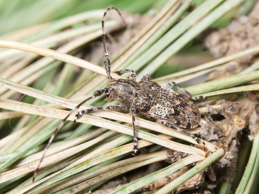 Mesosa nebulosa (Fabricius, 1781)